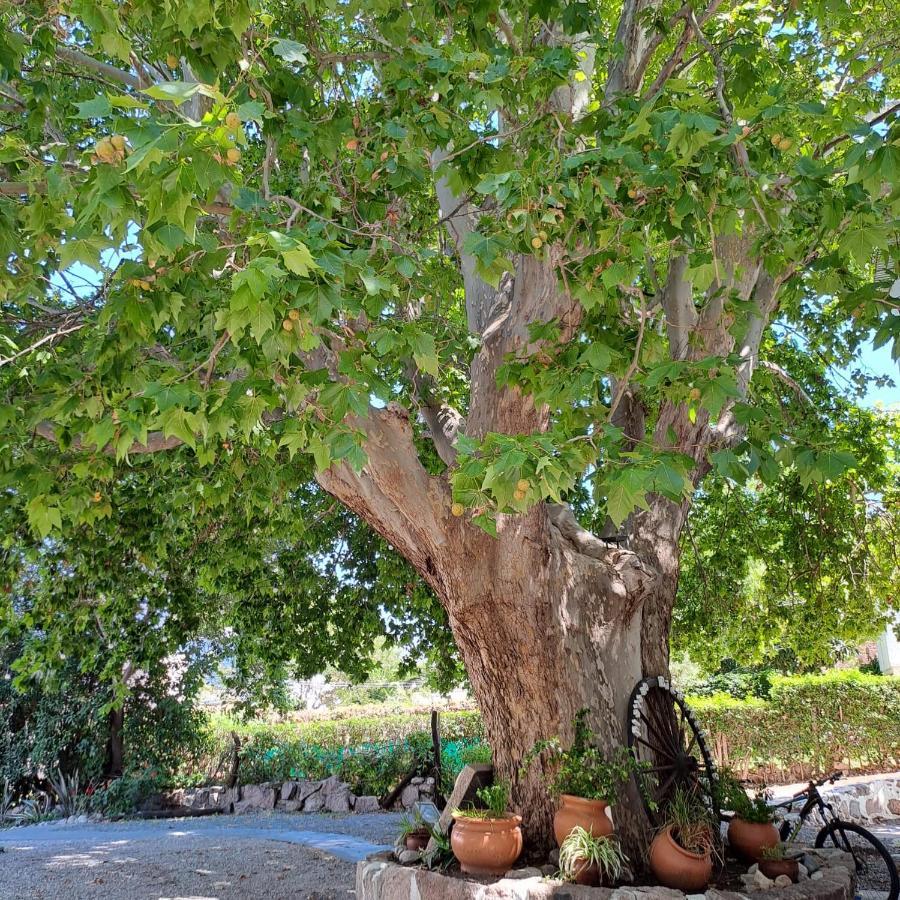 Posada Del Arbol 카피야델몬테 외부 사진